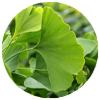 Ginkgo Biloba